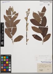 Foto von Salix cinerea L.
